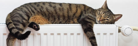 Cat on warm radiator