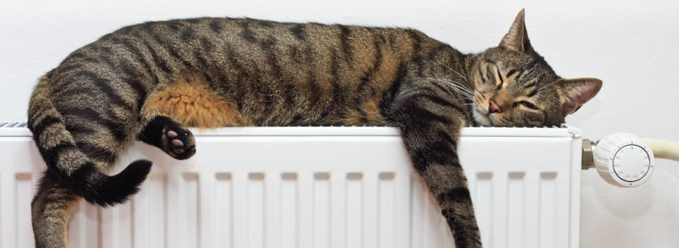 Cat on warm radiator